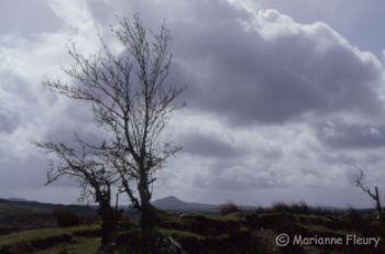 Arbre
