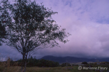 Arbre