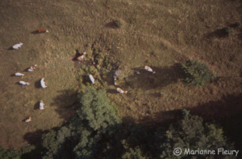 Les Vaches - Auvergne